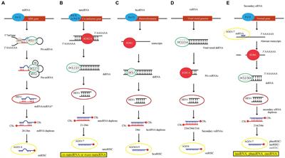 Biogenesis, Trafficking, and Function of Small RNAs in Plants